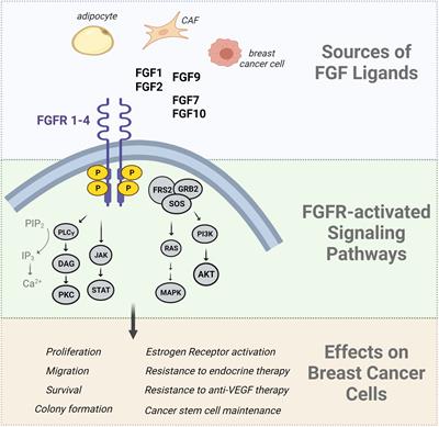 The impact of poor metabolic health on aggressive breast cancer: adipose tissue and tumor metabolism